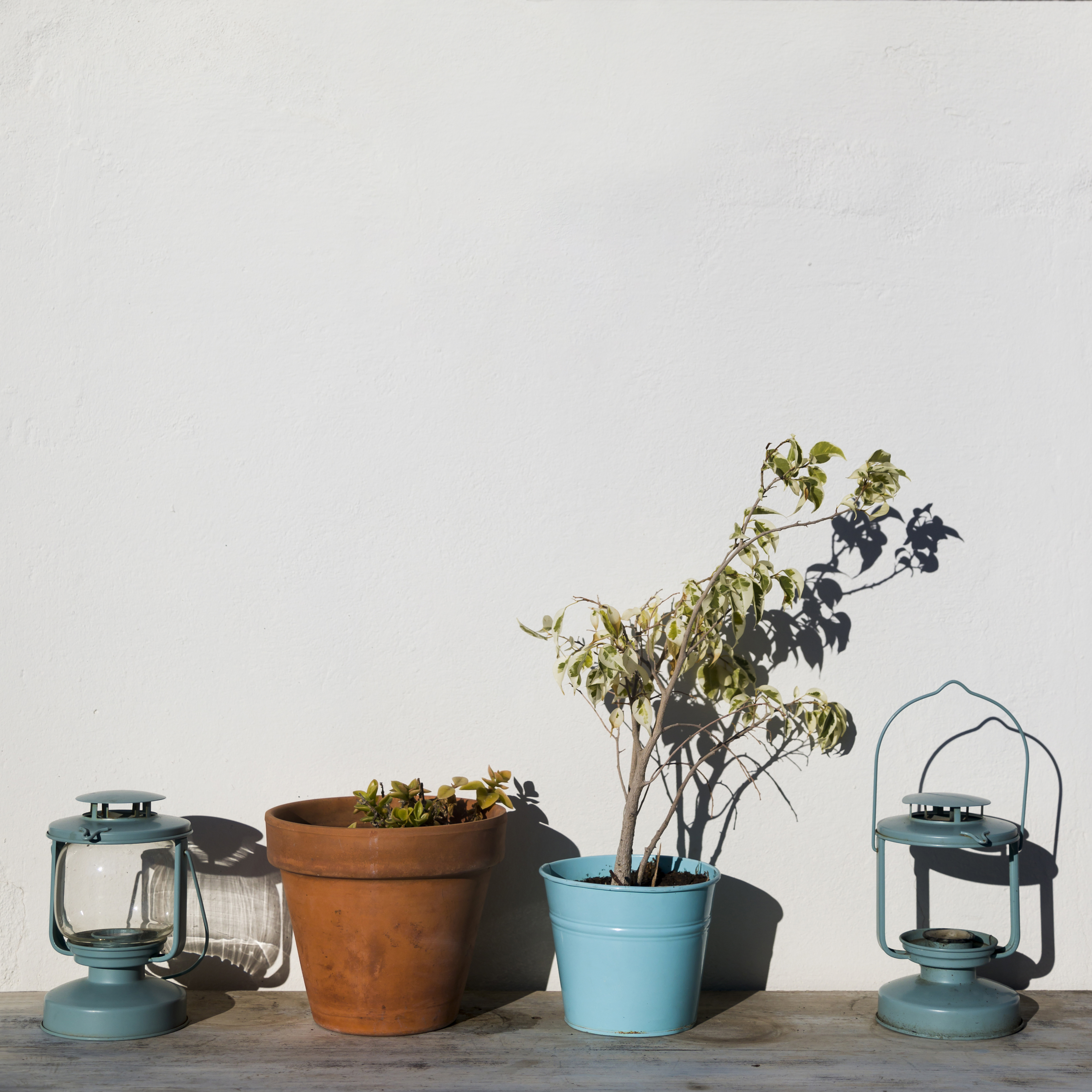 화분 들이기 전, 우리집 체크리스트