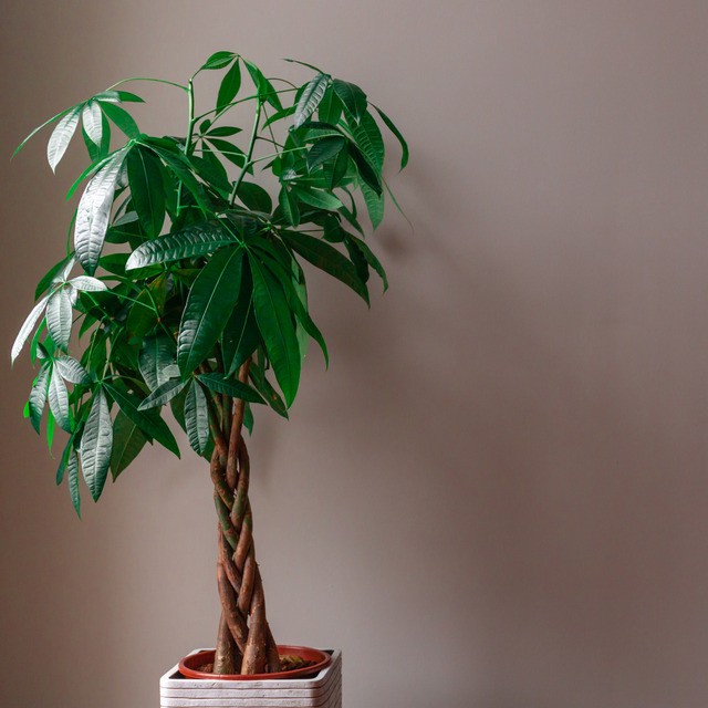 집들이 선물, 휴지 말고 화분은 어때요?