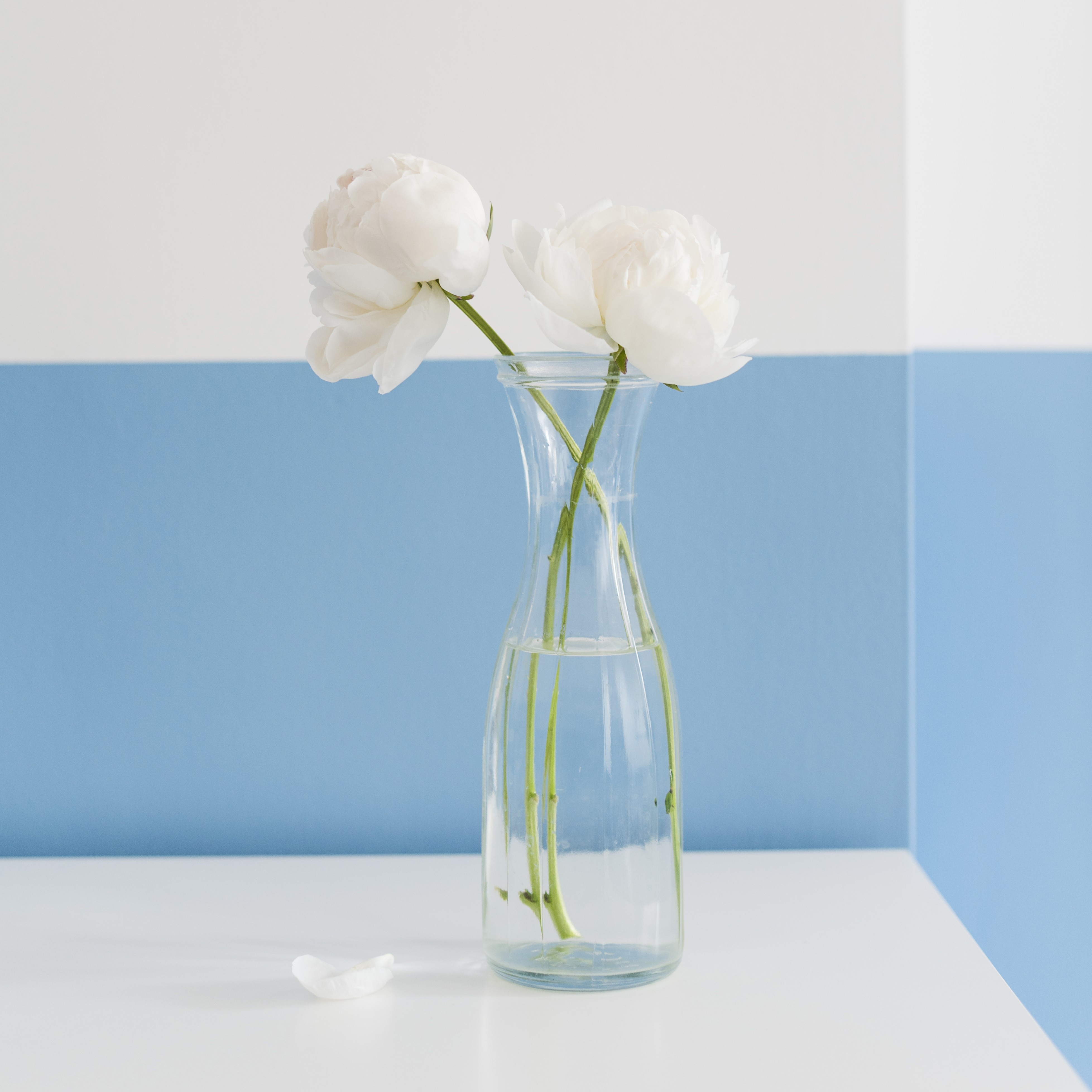 꽃다발 받고 집에 가자마자 이것부터 하세요