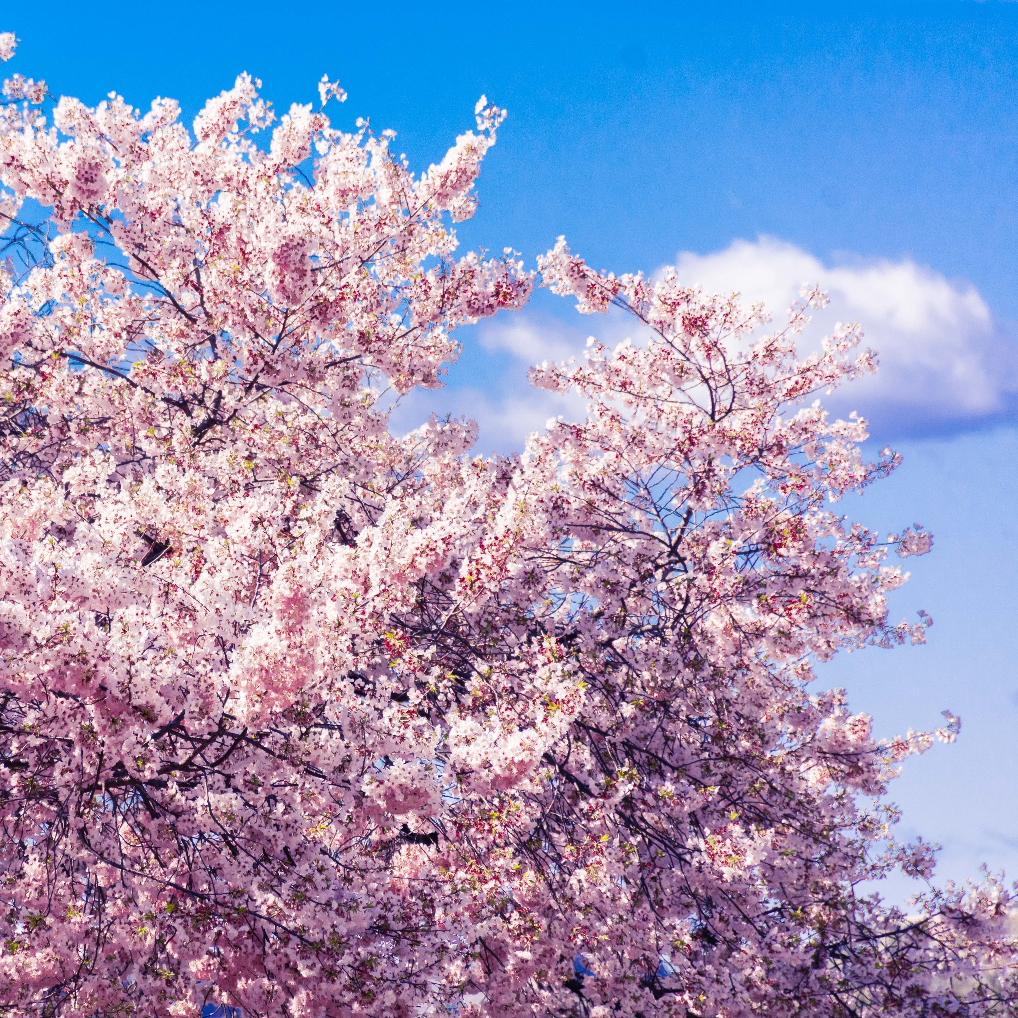 Monthly Flower - 3월