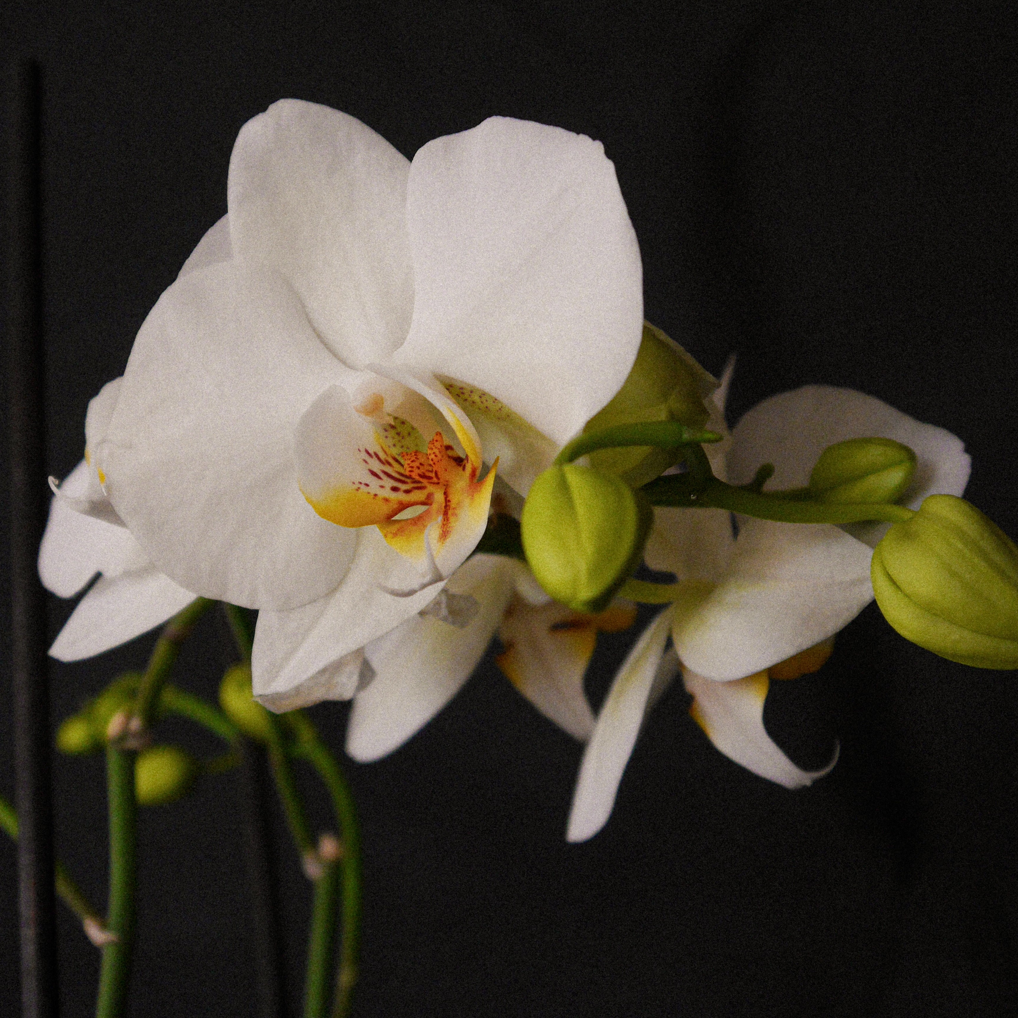 서양란계의 클래식, 호접란