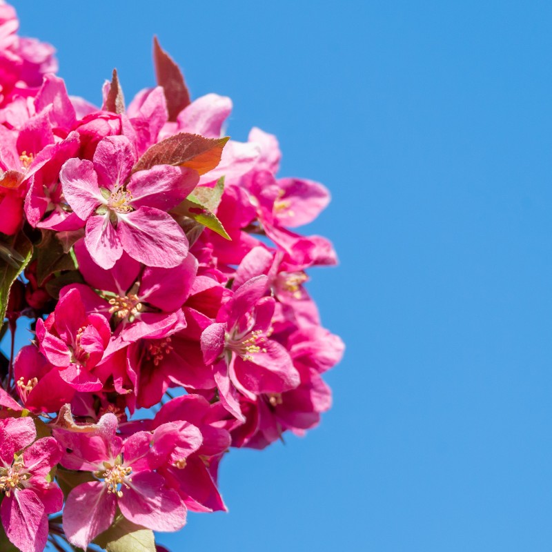 Monthly Flower - 4월